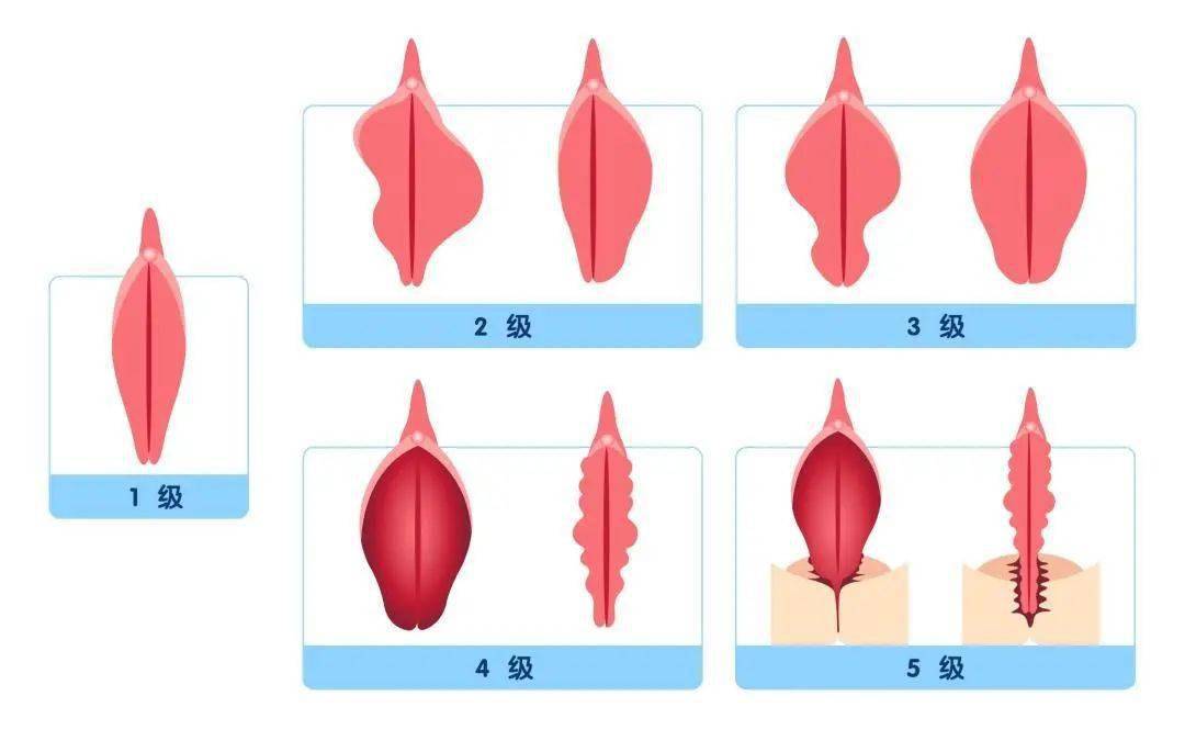 哪种B型最好看图片